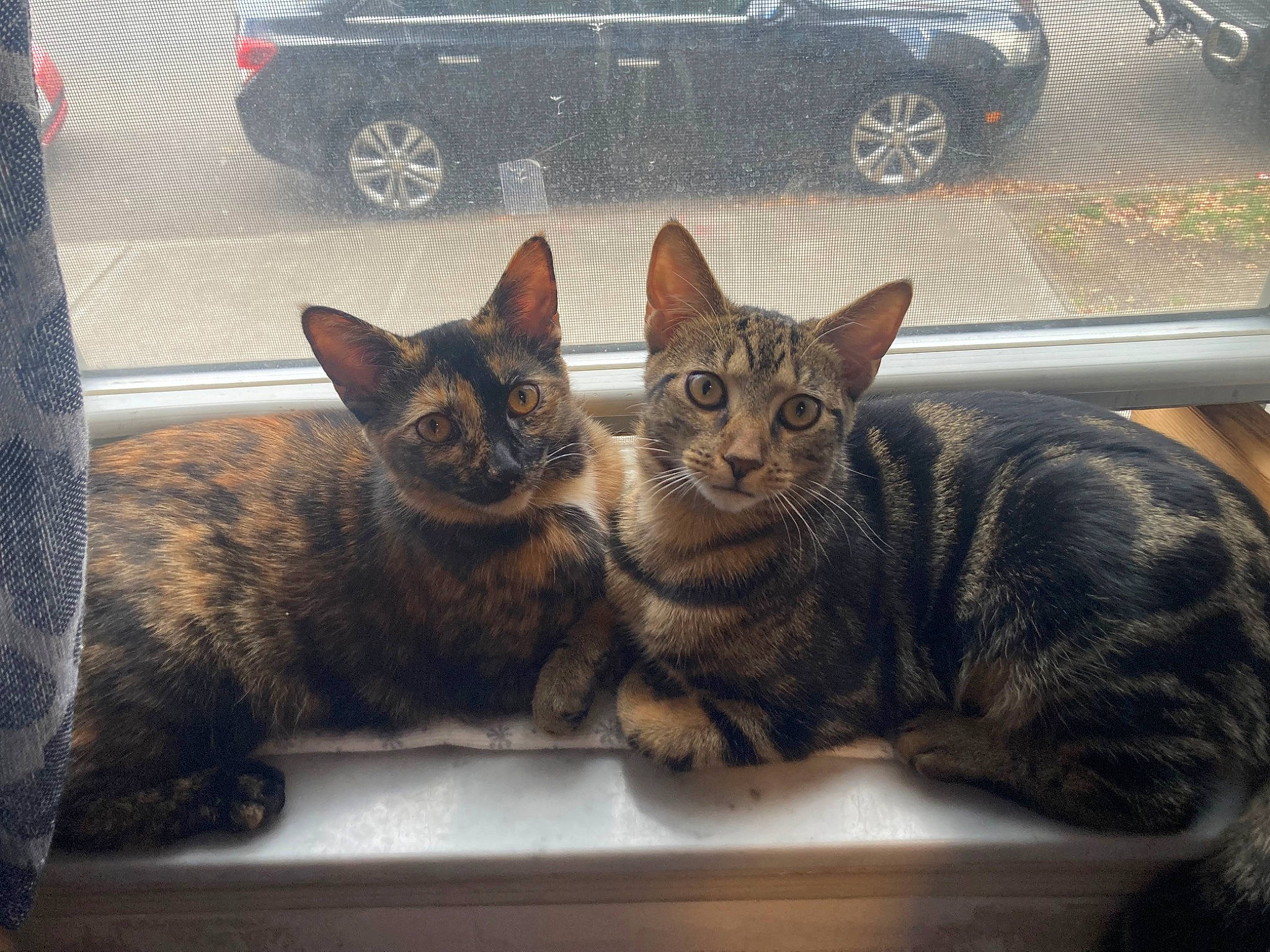 Myra is registered to the contest to win money with this photo: automotive_exterior, automotive_tire, car, carnivore, cat, domestic_short_haired_cat, felidae, fender, fur, motor_vehicle, small_to_medium_sized_cats, snapshot, snout, tire, tree, vehicle, vehicle_door, vertebrate, wheel, whiskers