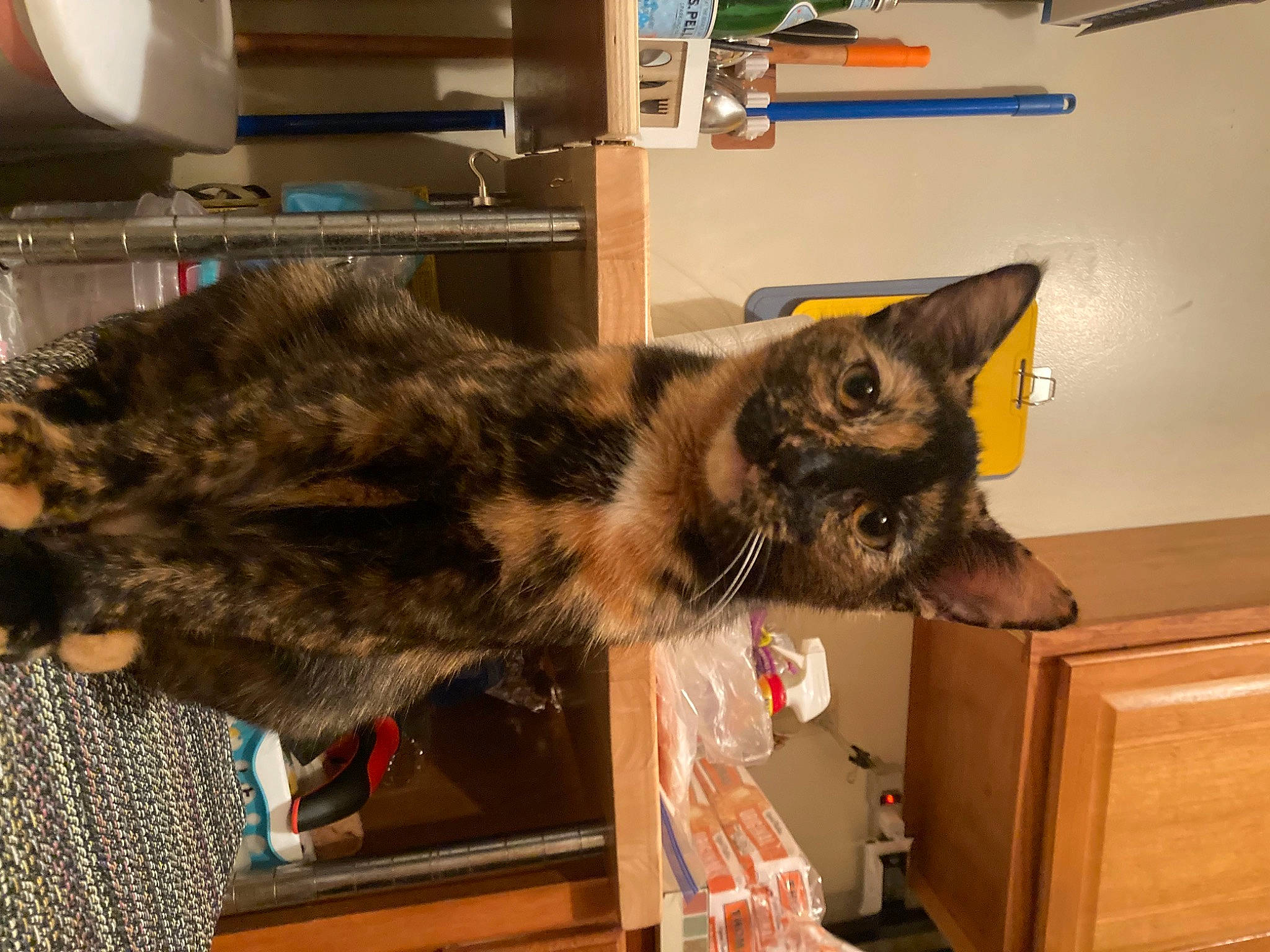 Myra is registered to the contest to win money with this photo: box, carnivore, cat, domestic_short_haired_cat, felidae, fur, office_supplies, peripheral, room, small_to_medium_sized_cats, tail, whiskers