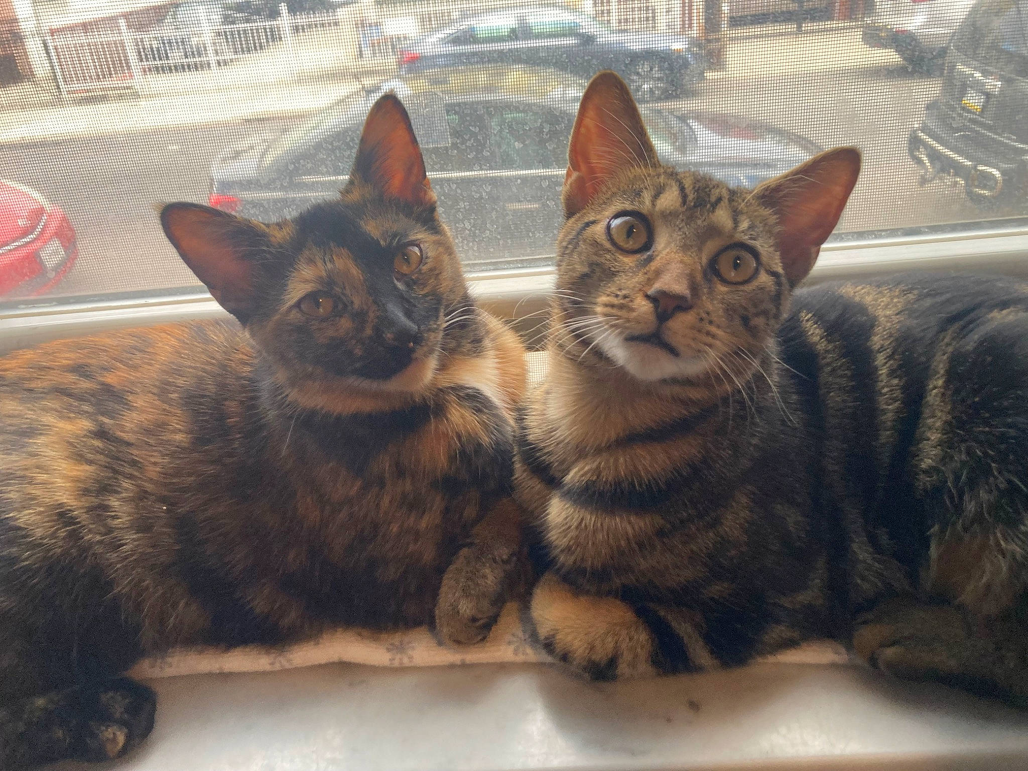 Myra is registered to the contest to win money with this photo: carnivore, cat, claw, comfort, domestic_short_haired_cat, door, felidae, fence, fur, mesh, paw, sitting, small_to_medium_sized_cats, snout, tail, terrestrial_animal, tree, whiskers, window