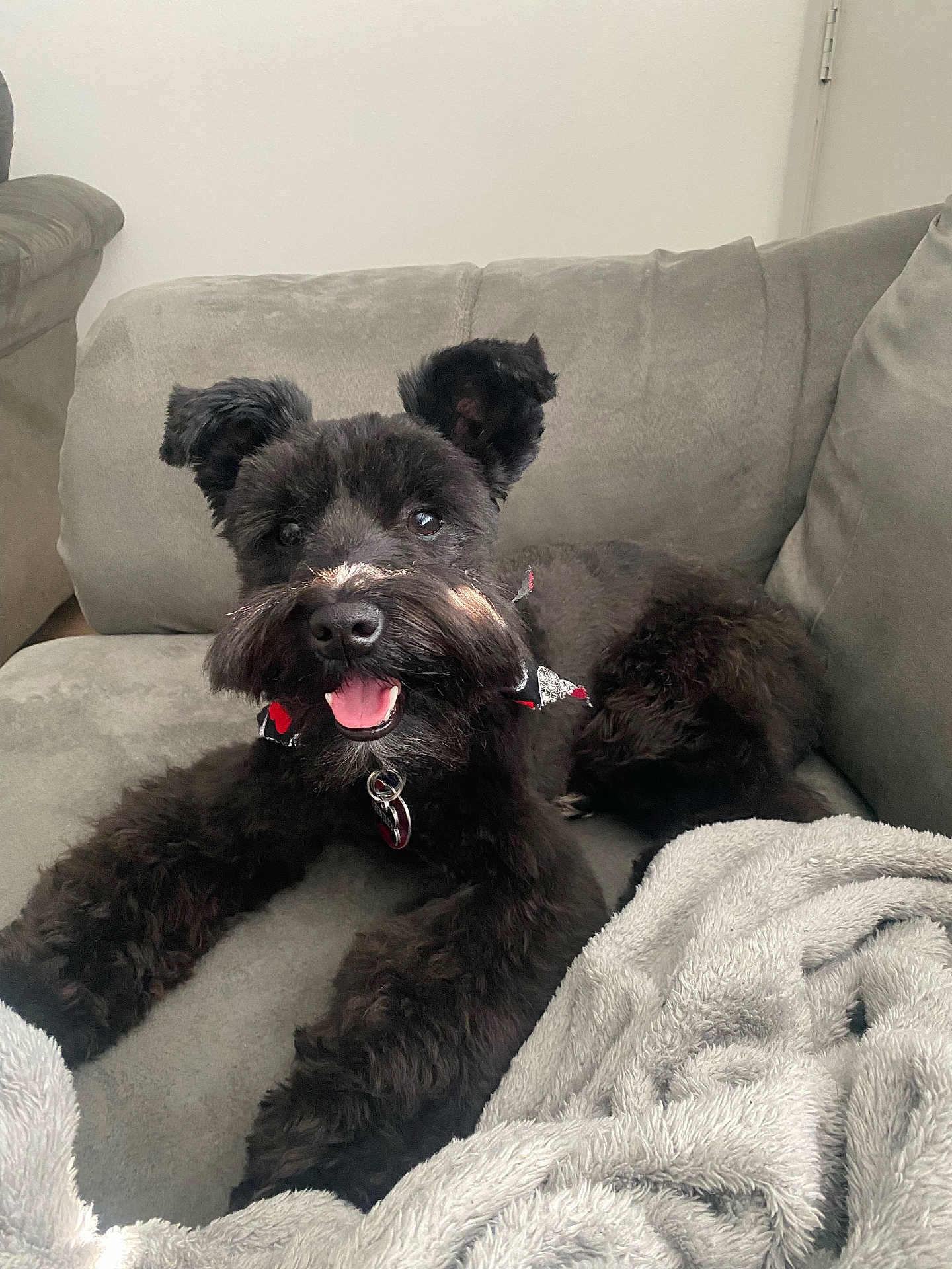 Bentley is registered to the contest to win money with this photo: dog, black_dog, pet, canine, fluffy, couch, indoor, blanket, relaxed, happy, tongue_out, fur, ears, collar, home, cozy, animal, companion, smiling, resting