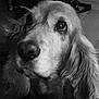 dog, close_up, black_and_white, portrait, ears, fur, pet, canine, animal, nostrils, whiskers, face, expression, indoor, looking_away, soft_light, texture, muzzle, long_ears, domestic_animal