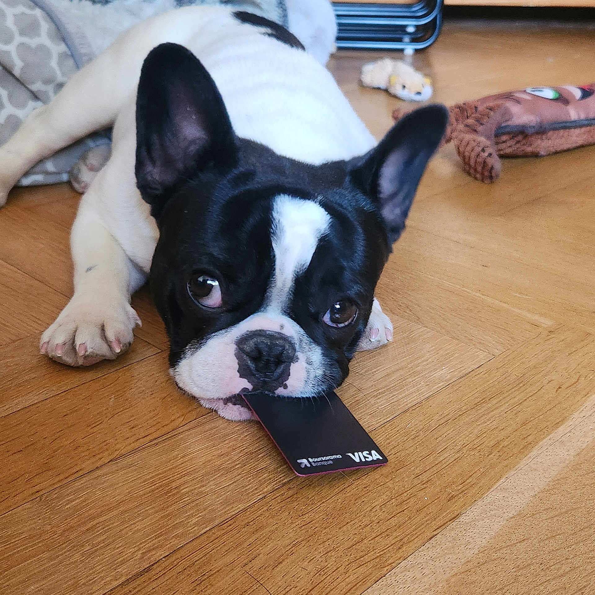 Vanille a rejoint le concours — aidez-le/la à gagner de superbes lots ! animal, black_and_white, close_up, cute, dog, domestic_animal, ears, face, floor, french_bulldog, home, indoor, lying_down, mischievous, paw, pet, pet_toy, playful, visa_card, wooden_floor