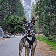 Kaizer joined the competition — help win amazing prizes! adventure, animal, canine, daytime, dog, forest, happy, harness, leash, mountain, nature, outdoor, path, pet, portrait, rock, scenic, trees, waterfall, wildlife