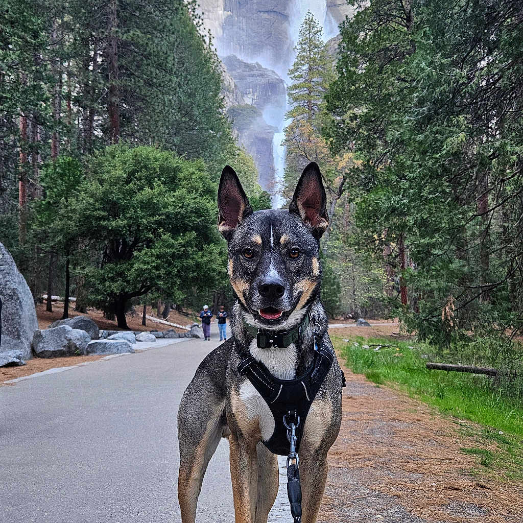 Kaizer joined the competition — help win amazing prizes! adventure, animal, canine, daytime, dog, forest, happy, harness, leash, mountain, nature, outdoor, path, pet, portrait, rock, scenic, trees, waterfall, wildlife