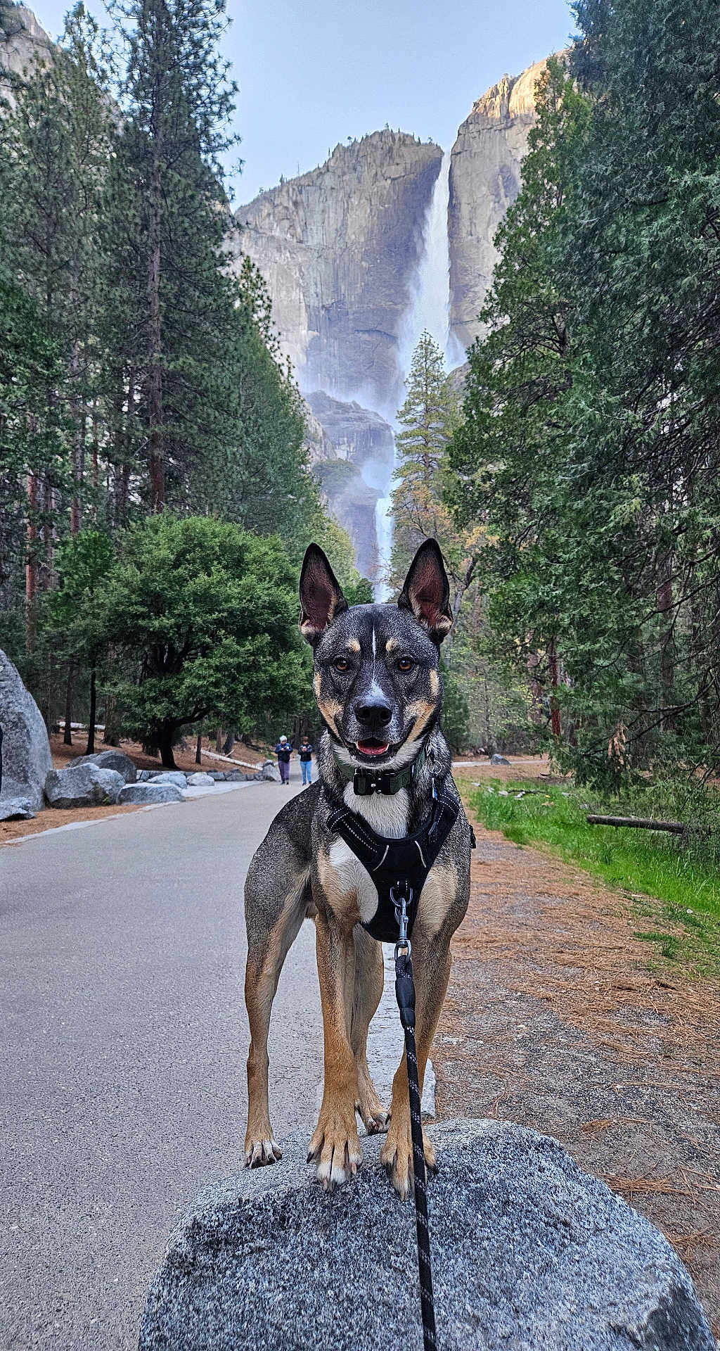 Kaizer joined the competition — help win amazing prizes! adventure, animal, canine, daytime, dog, forest, happy, harness, leash, mountain, nature, outdoor, path, pet, portrait, rock, scenic, trees, waterfall, wildlife