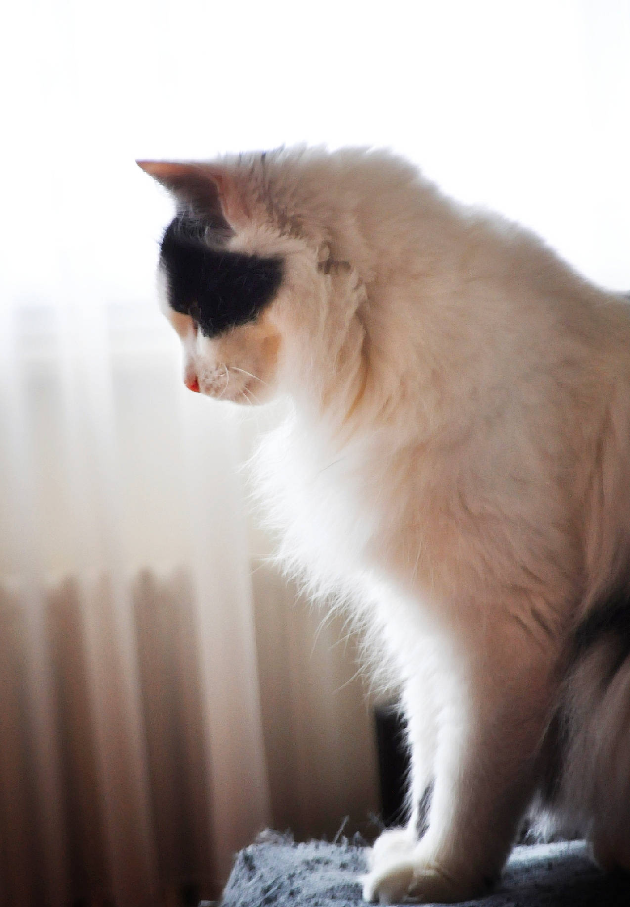 Ryô participe au concours pour gagner de l'argent avec cette photo : balinese, carnivore, cat, close_up, fawn, felidae, fur, ragdoll, shadow, sitting, sky, small_to_medium_sized_cats, snout, tail, whiskers, window, wood