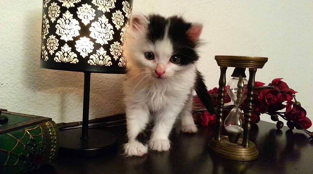 Ryô participe au concours pour gagner de l'argent avec cette photo : art, carnivore, cat, claw, companion_dog, domestic_short_haired_cat, event, fawn, felidae, flooring, foot, fur, lamp, lampshade, paw, sitting, small_to_medium_sized_cats, snout, tail, whiskers