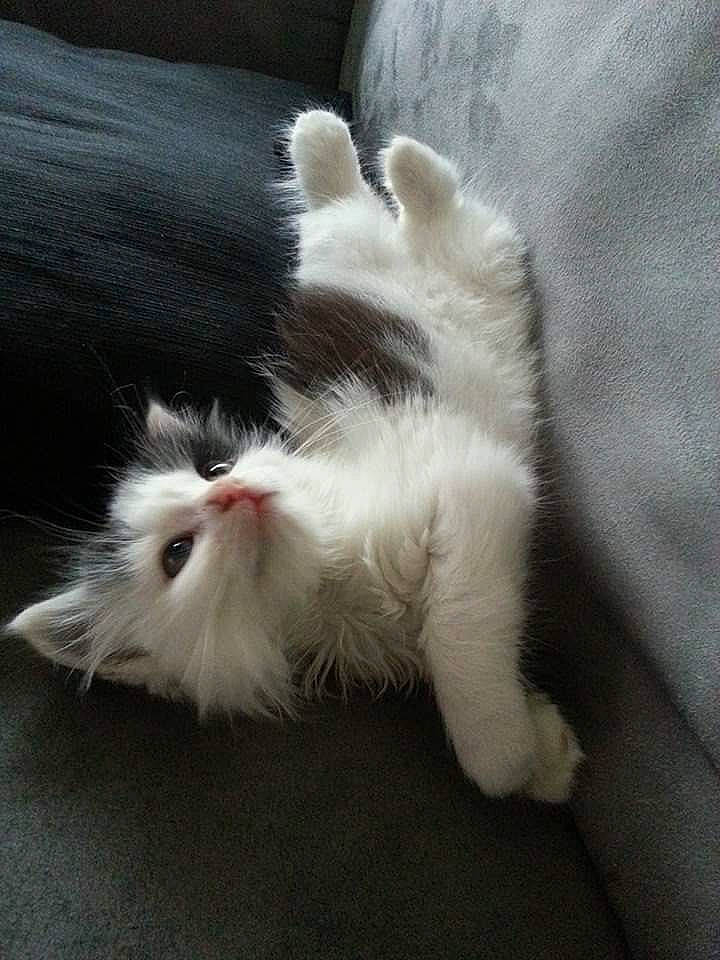 Ryô participe au concours pour gagner de l'argent avec cette photo : canidae, carnivore, cat, claw, comfort, companion_dog, dog_breed, domestic_short_haired_cat, felidae, foot, fur, human_leg, paw, small_to_medium_sized_cats, sporting_group, tail, toe, whiskers