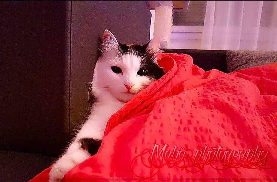 Ryô a rejoint le concours — aidez-le/la à gagner de superbes lots ! carmine, carnivore, cat, comfort, domestic_short_haired_cat, felidae, fur, linens, magenta, paw, peach, pink, plant, room, small_to_medium_sized_cats, tail, whiskers, window