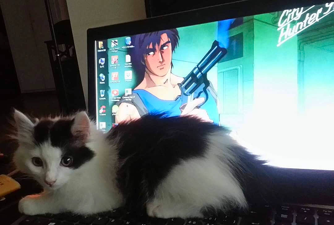 Ryô a rejoint le concours — aidez-le/la à gagner de superbes lots ! advertising, carnivore, cat, claw, computer, display_device, domestic_short_haired_cat, felidae, flat_panel_display, fur, gadget, lap, led_backlit_lcd_display, machine, multimedia, paw, small_to_medium_sized_cats, tail, television_set, whiskers