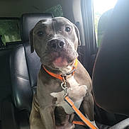 Bear is registered to the contest to win money with this photo: alert, animal, canine, car_interior, collar, dog, domestic_animal, inside, leash, leather_seat, looking, pet, pit_bull, restraint, seat, sitting, sunlight, vehicle, window, young_dog