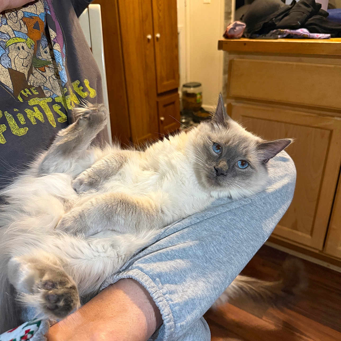 Stinka Butt joined the competition — help win amazing prizes! accessories, animal, bag, cabinet, cat, clothing, couch, drawer, furniture, handbag, hardwood, indoors, interiordesign, kitten, pants, person, pet, plywood, siamese, wood
