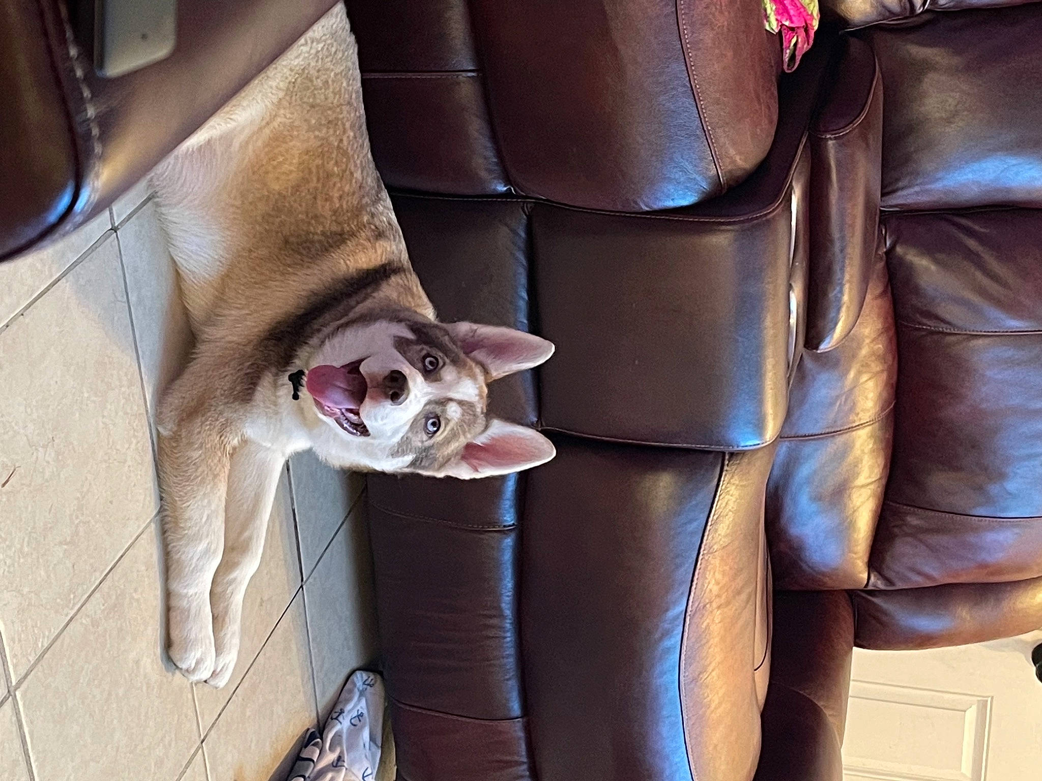 Zeus is registered to the contest to win money with this photo: armrest, auto_part, automotive_design, car, car_seat, car_seat_cover, carnivore, comfort, companion_dog, family_car, fawn, felidae, head_restraint, luxury_vehicle, motor_vehicle, personal_luxury_car, snout, vehicle, vehicle_door, whiskers