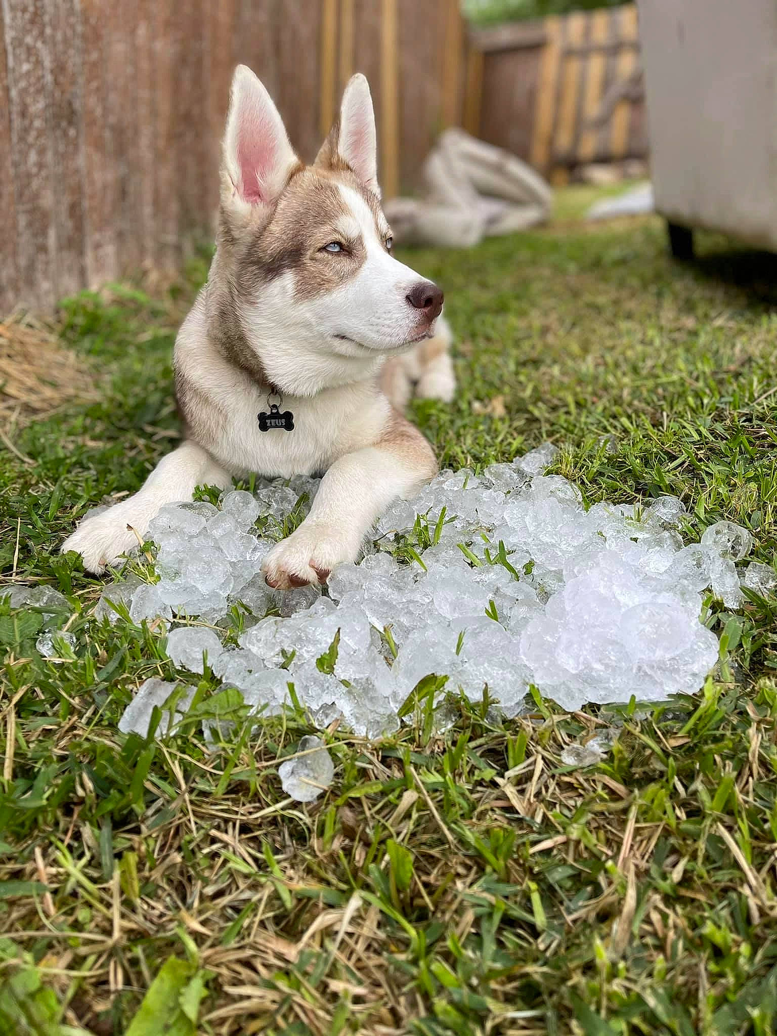 Zeus is registered to the contest to win money with this photo: carnivore, companion_dog, dog, dog_breed, fang, fawn, felidae, fur, garden, grass, groundcover, lawn, plant, snout, sporting_group, tail, terrestrial_animal, terrier, whiskers, white