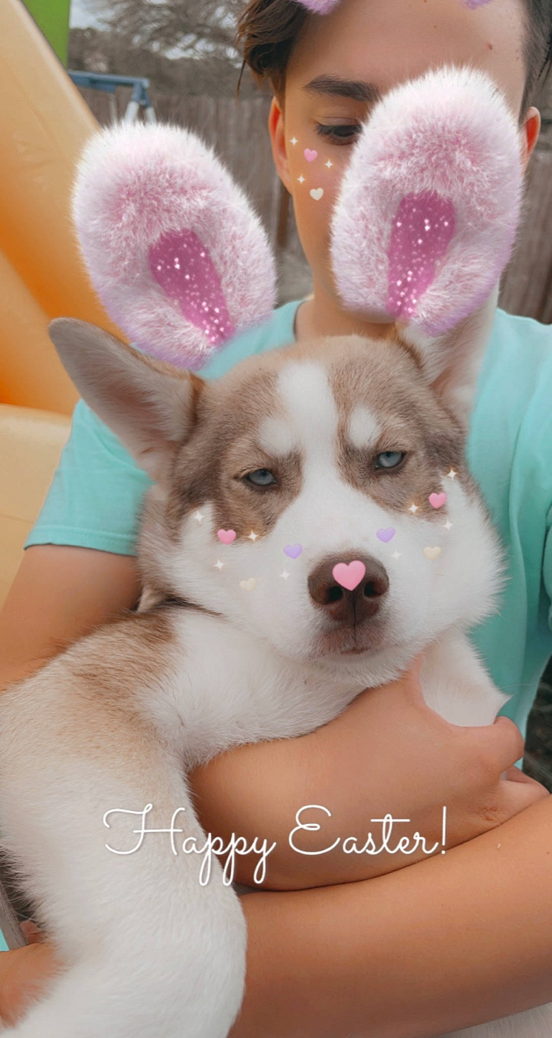 Zeus is registered to the contest to win money with this photo: carnivore, companion_dog, dog, dog_breed, dog_supply, ear, eyelash, fashion_accessory, fawn, fur, happy, magenta, non_sporting_group, paw, photo_caption, pink, snout, toy_dog, whiskers, working_animal