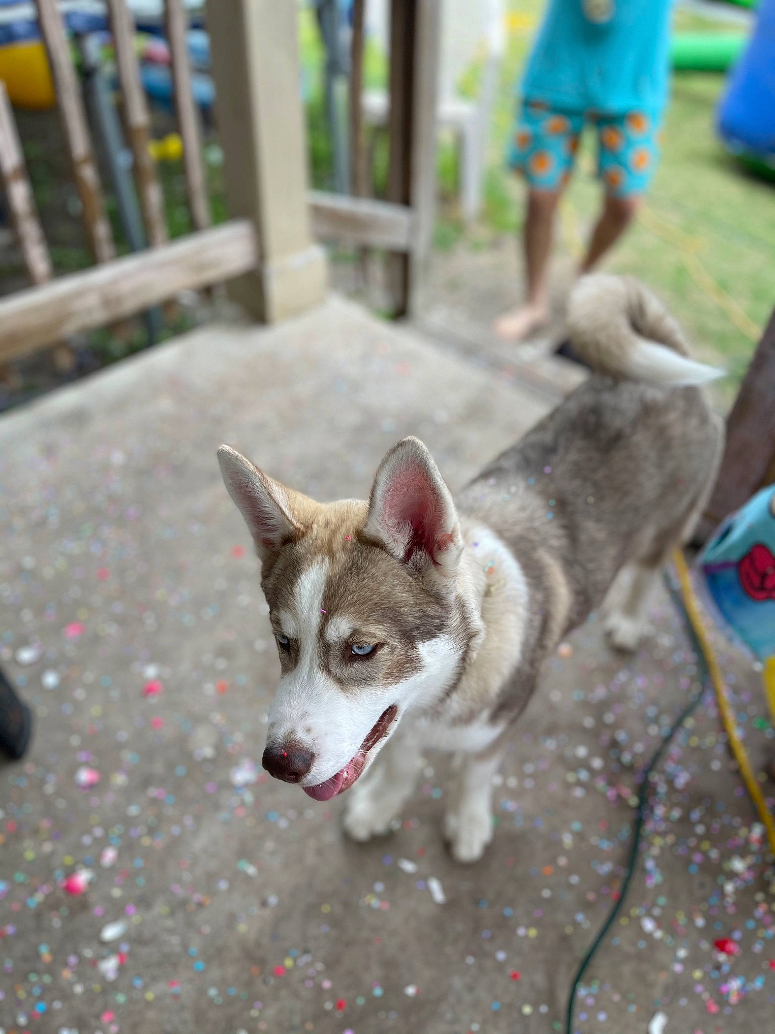 Zeus joined the competition — help win amazing prizes! carnivore, collar, companion_dog, dog, dog_breed, fawn, felidae, green, leash, photograph, road_surface, shorts, small_to_medium_sized_cats, snapshot, snout, sporting_group, tail, tire, whiskers, working_animal