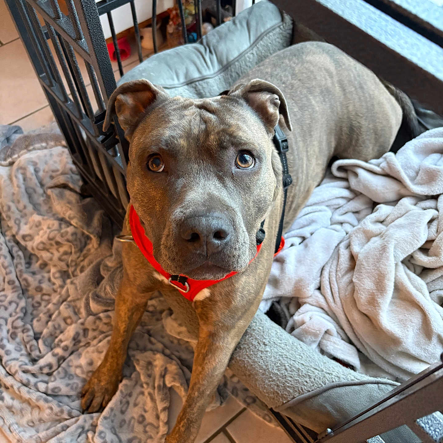 Darcko participe au concours pour gagner de l'argent avec cette photo : animal, blanket, brindle_coat, canine, cozy, crate, dog, domestic_animal, ears, fur, indoor, looking_up, metal_bars, paw, pet, pet_bed, red_collar, resting, snout, tile_floor
