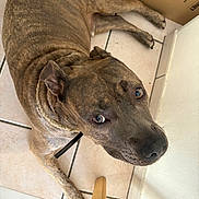 Darcko participe au concours pour gagner de l'argent avec cette photo : dog, brindle, pet, indoor, floor, tile, looking_up, canine, fur, animal, domestic, collar, paw, ears, wall, chair_leg, closeup, brown, resting, calm