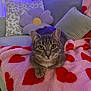 Aldora a rejoint le concours — aidez-le/la à gagner de superbes lots ! cat, tabby_cat, blanket, heart_pattern, couch, pillow, flower_pillow, floral_pillow, indoor, pet, feline, fur, whiskers, relaxing, cozy, home, soft_texture, purple_light, animal, cute