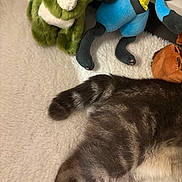 Aldora participe au concours pour gagner de l'argent avec cette photo : cat, tabby, tail, fur, plush_toy, green_plush, blue_plush, blanket, soft_texture, indoor, cozy, striped, animal, pet, resting, furry, close_up, comfort, home, stuffed_animal