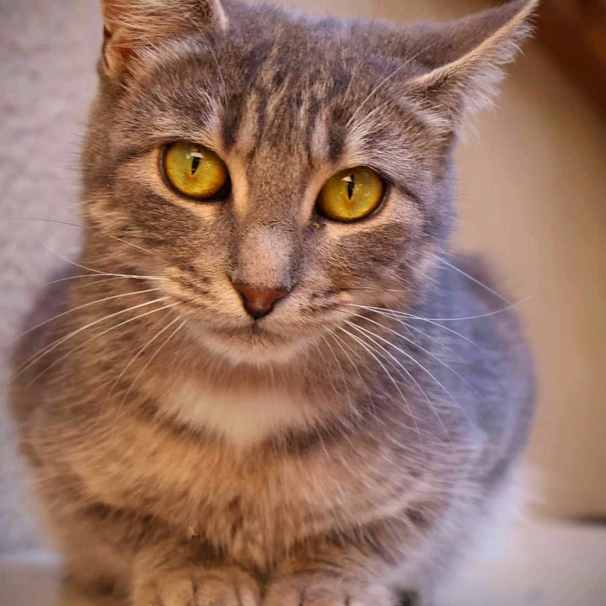Aldora a rejoint le concours — aidez-le/la à gagner de superbes lots ! animal, cat, close_up, curious, cute, domestic_cat, feline, focus, fur, grey_cat, indoor, mammal, paws, pet, portrait, sitting, soft_background, tabby, whiskers, yellow_eyes