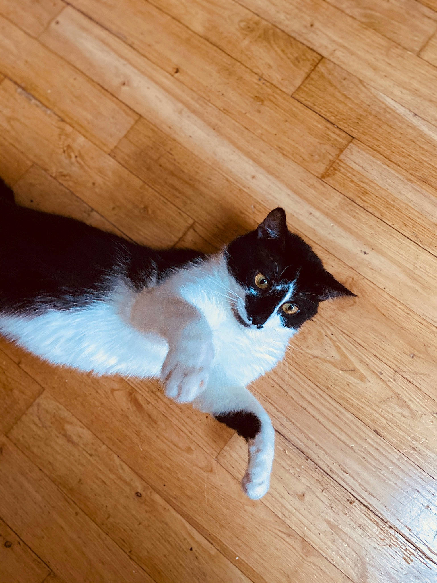 Marley participe au concours pour gagner de l'argent avec cette photo : carnivore, cat, domestic_short_haired_cat, fawn, felidae, floor, flooring, fur, hardwood, kitten, laminate_flooring, polydactyl_cat, small_to_medium_sized_cats, snowshoe, tail, whiskers, wood, wood_flooring