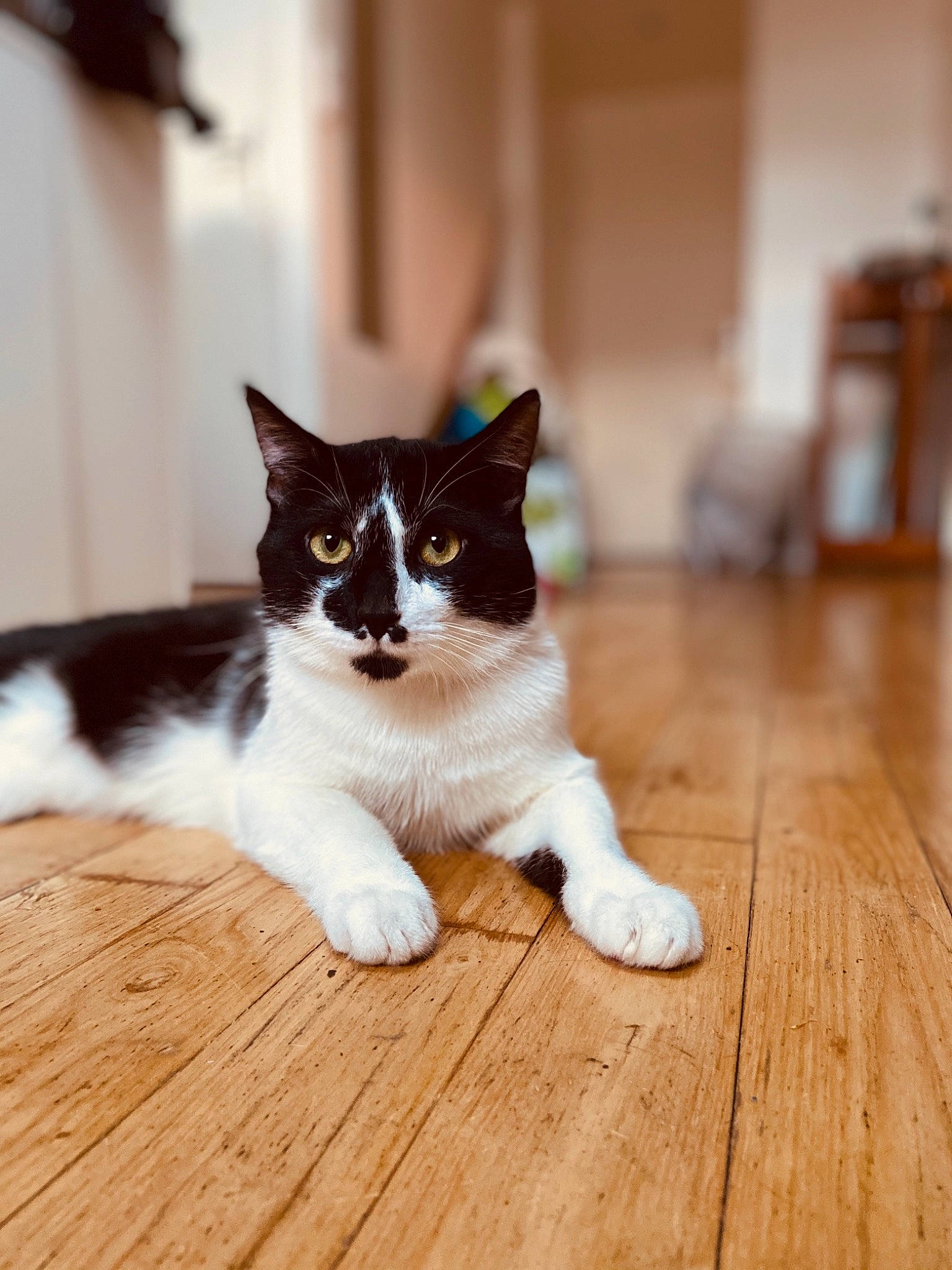 Marley participe au concours pour gagner de l'argent avec cette photo : aegean_cat, black_and_white, carnivore, cat, domestic_short_haired_cat, european_shorthair, eye, felidae, floor, flooring, fur, hardwood, kitten, mammal, polydactyl_cat, sitting, small_to_medium_sized_cats, tail, whiskers, wood