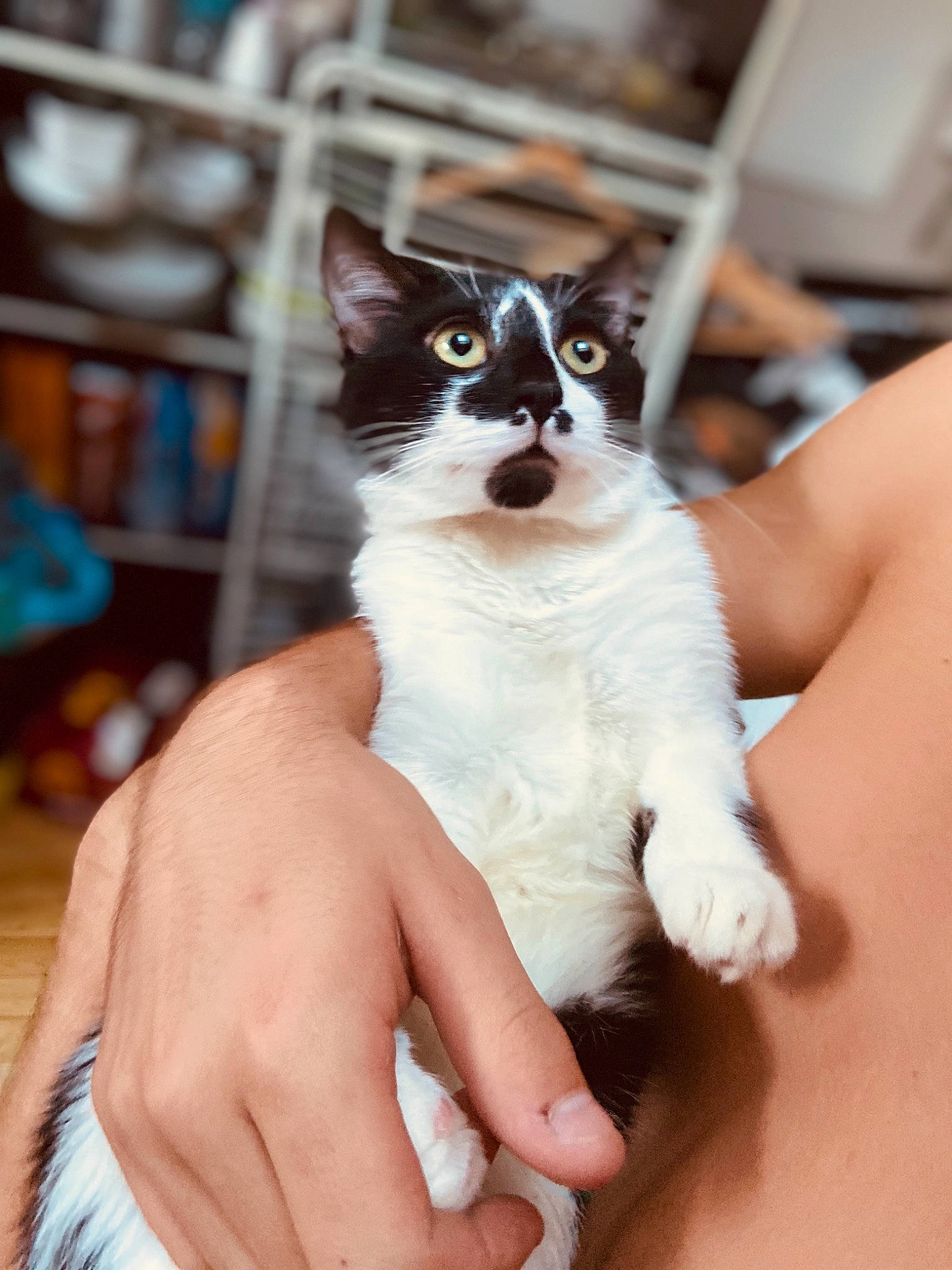 Marley participe au concours pour gagner de l'argent avec cette photo : aegean_cat, carnivore, cat, eye, felidae, finger, hand, kitten, skin, small_to_medium_sized_cats, snowshoe, whiskers