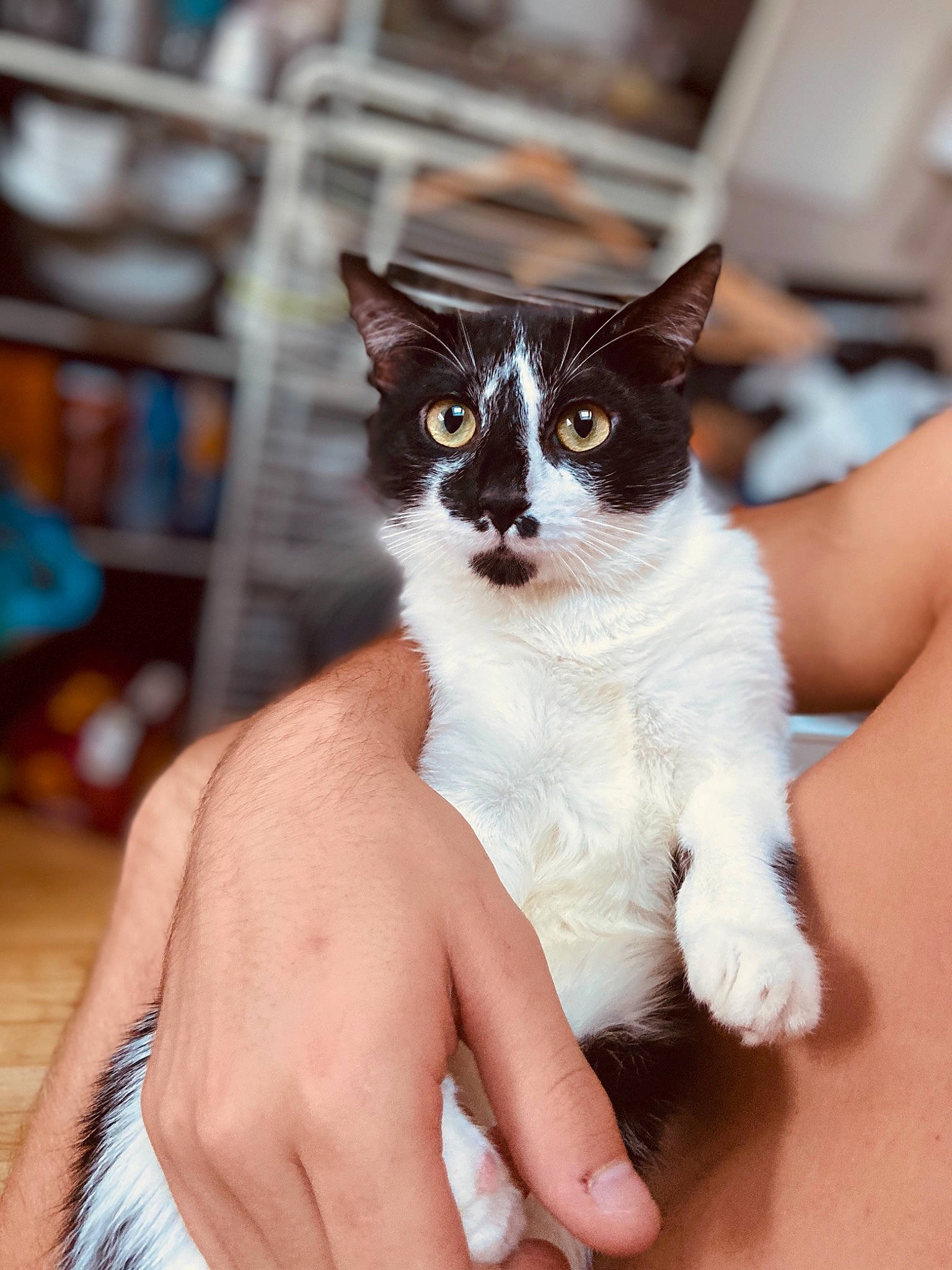 Marley a rejoint le concours — aidez-le/la à gagner de superbes lots ! aegean_cat, carnivore, cat, domestic_short_haired_cat, eye, fawn, felidae, hand, kitten, mammal, skin, small_to_medium_sized_cats, snowshoe, whiskers