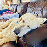 Otis is registered to the contest to win money with this photo: dog, sleeping, couch, leather, living_room, fluffy, pet, resting, cozy, home, indoor, relaxing, canine, fur, comfort, animal, head, closeup, brown, soft