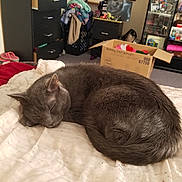 Buddyboy joined the competition — help win amazing prizes! british_shorthair, carnivore, cat, chartreux, domestic_short_haired_cat, ear, fawn, felidae, fur, korat, nap, russian_blue, sleep, small_to_medium_sized_cats, snout, whiskers
