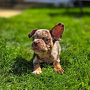 Eric joined the competition — help win amazing prizes! puppy, dog, grass, outdoor, young_animal, pet, sunlight, nature, animal, cute, playful, one_ear_up, lawn, green, close_up, summer, adorable, canine, small_dog, funny_expression