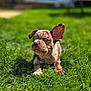 puppy, dog, grass, outdoor, young_animal, pet, sunlight, nature, animal, cute, playful, one_ear_up, lawn, green, close_up, summer, adorable, canine, small_dog, funny_expression