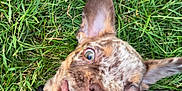 Eric joined the competition — help win amazing prizes! dog, grass, pet, playful, happy, animal, outdoor, canine, tongue_out, wide_eyes, black_harness, fur, ears, closeup, nature, smiling, cute, young_dog, muzzle, paw