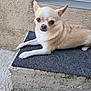 dog, chihuahua, small_dog, animal, pet, cream_colored, lying_down, step, mat, concrete, wall, outdoor, side_eye, ears_up, short_fur, close_up, watchful, urban, grate, quiet