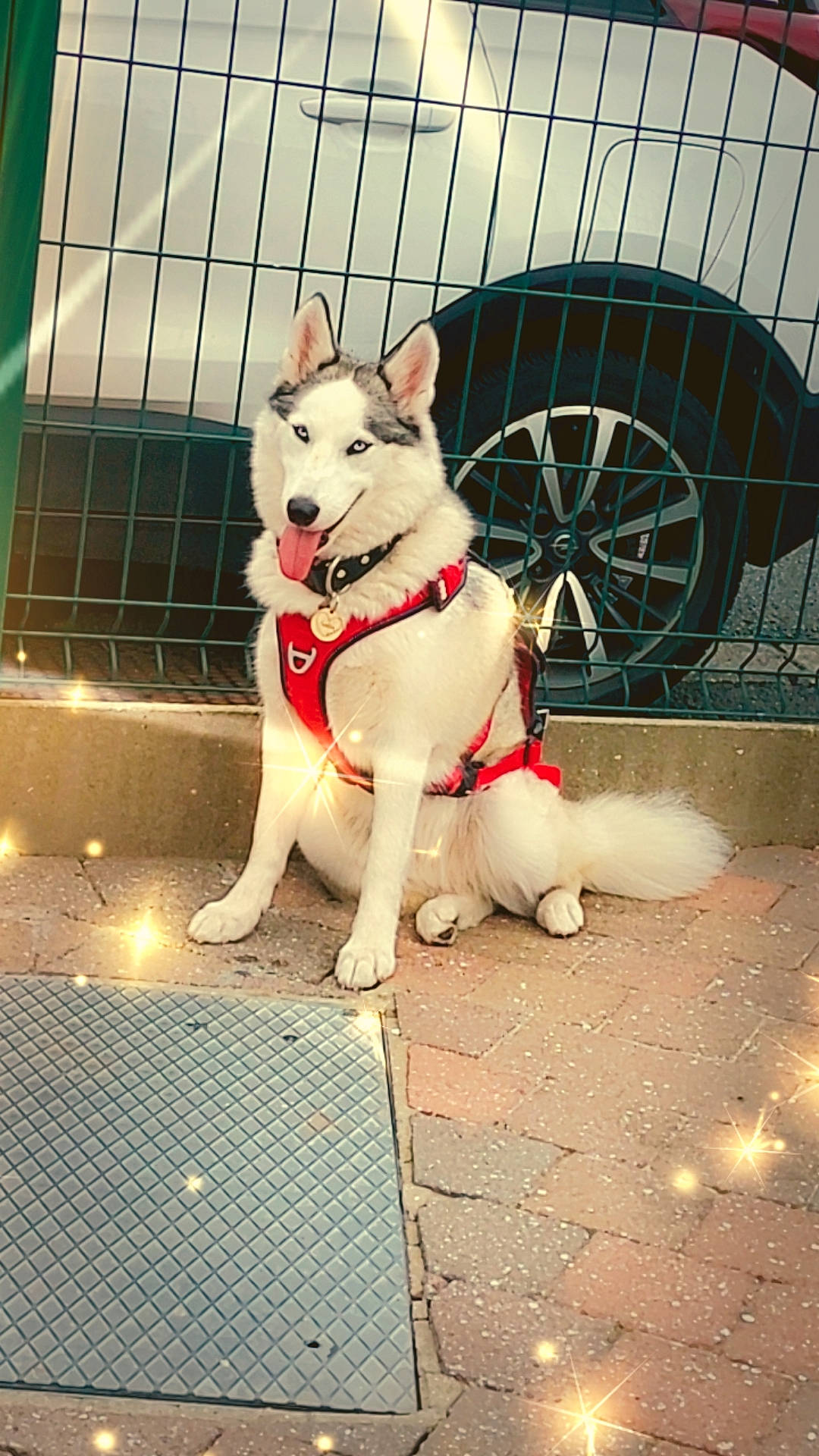 Saïka a rejoint le concours — aidez-le/la à gagner de superbes lots ! automotive_tire, carnivore, collar, companion_dog, dog, dog_breed, dog_collar, dog_supply, fashion_accessory, fawn, leash, mammal, metal, pet_supply, snout, sporting_group, tail, toy_dog, wheel, working_animal