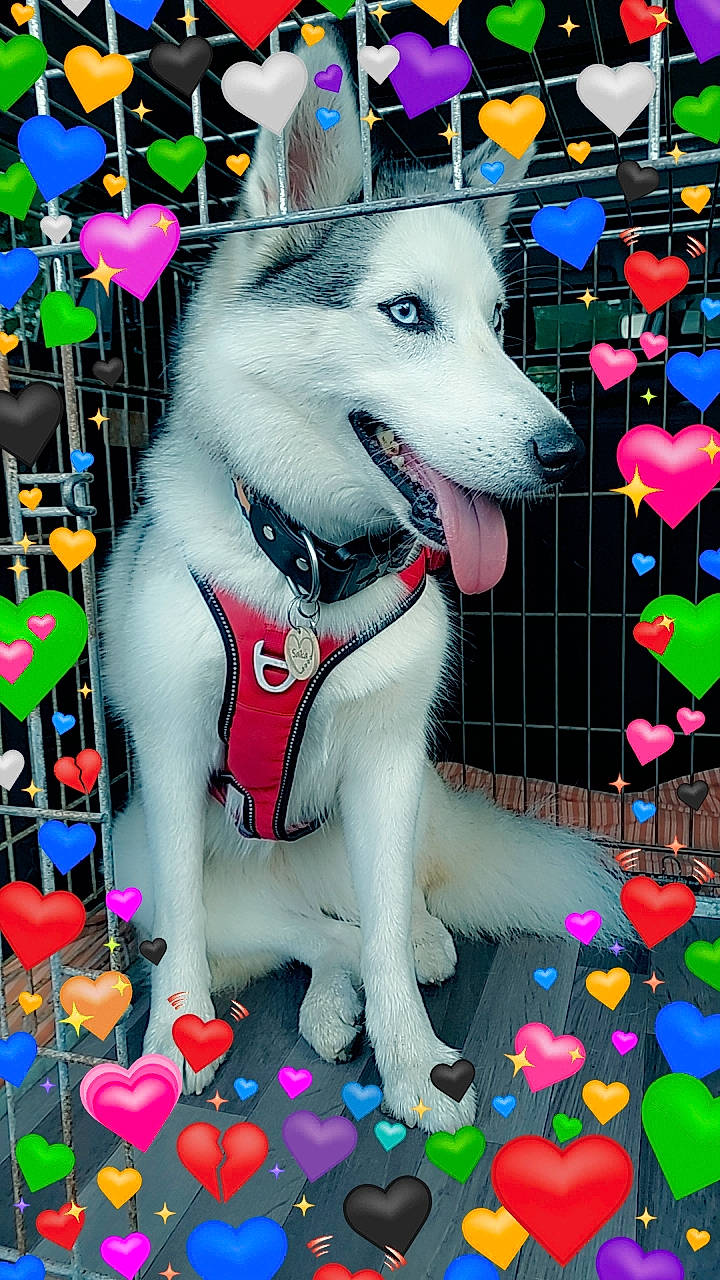 Saïka participe au concours pour gagner de l'argent avec cette photo : canidae, carnivore, collar, companion_dog, dog, dog_breed, dog_collar, dog_supply, event, fang, fun, fur, leash, pet_supply, pink, sled_dog, snapshot, sporting_group, white, working_animal