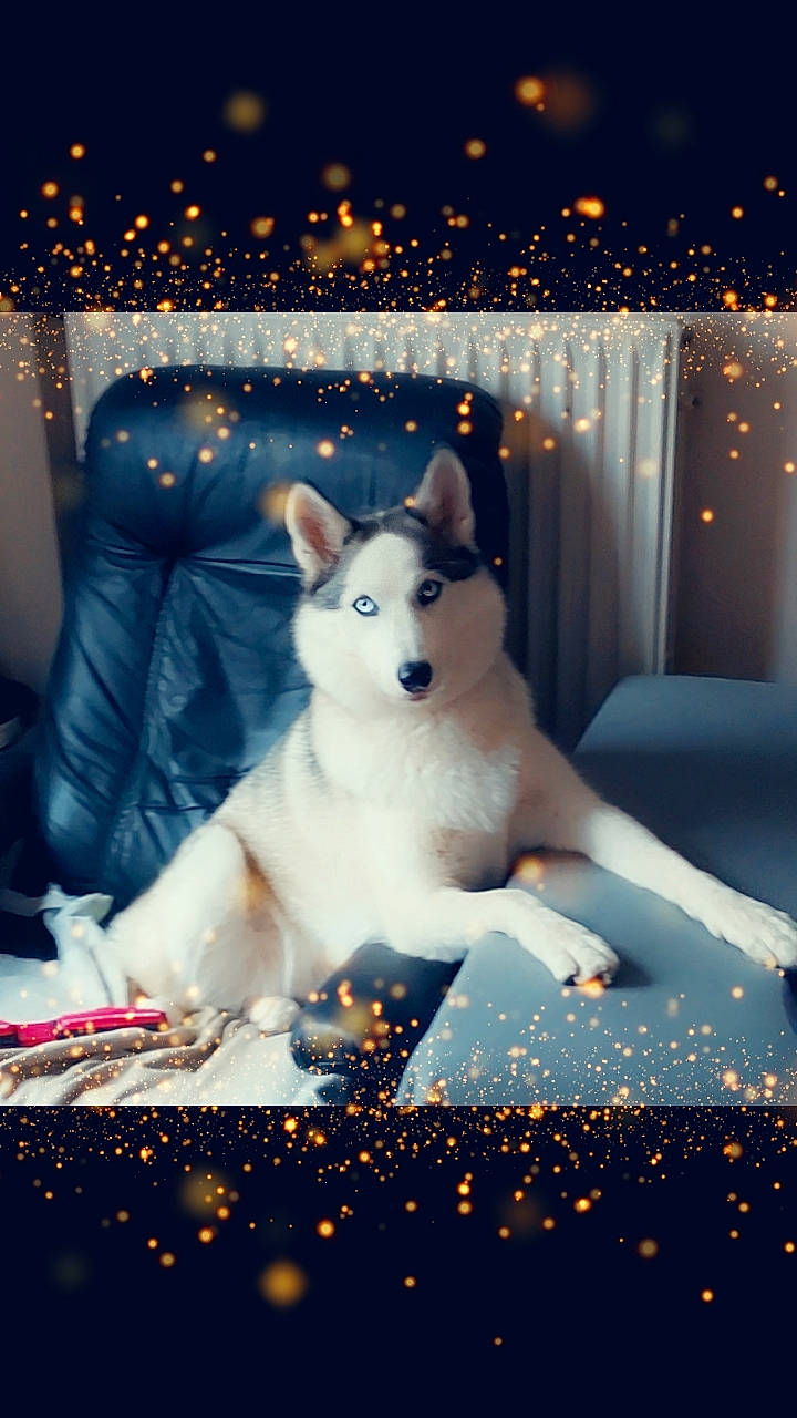 Saïka a rejoint le concours — aidez-le/la à gagner de superbes lots ! canidae, carnivore, companion_dog, darkness, dog, dog_breed, event, flash_photography, fur, light, lighting, mammal, midnight, night, sled_dog, snout, tree, winter, wolf, world