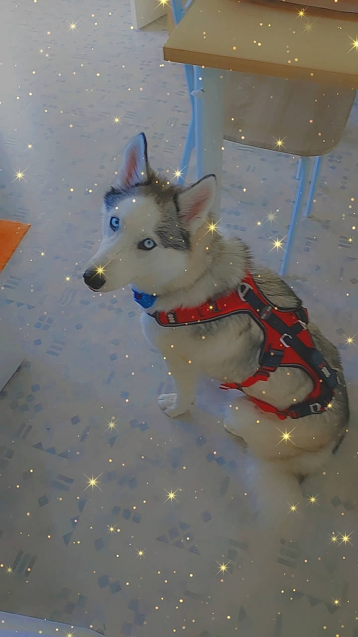 Saïka a rejoint le concours — aidez-le/la à gagner de superbes lots ! art, canidae, canis, carnivore, companion_dog, dog, dog_breed, dog_supply, event, fawn, fictional_character, fun, fur, glass, recreation, snout, space, sporting_group, winter, working_dog