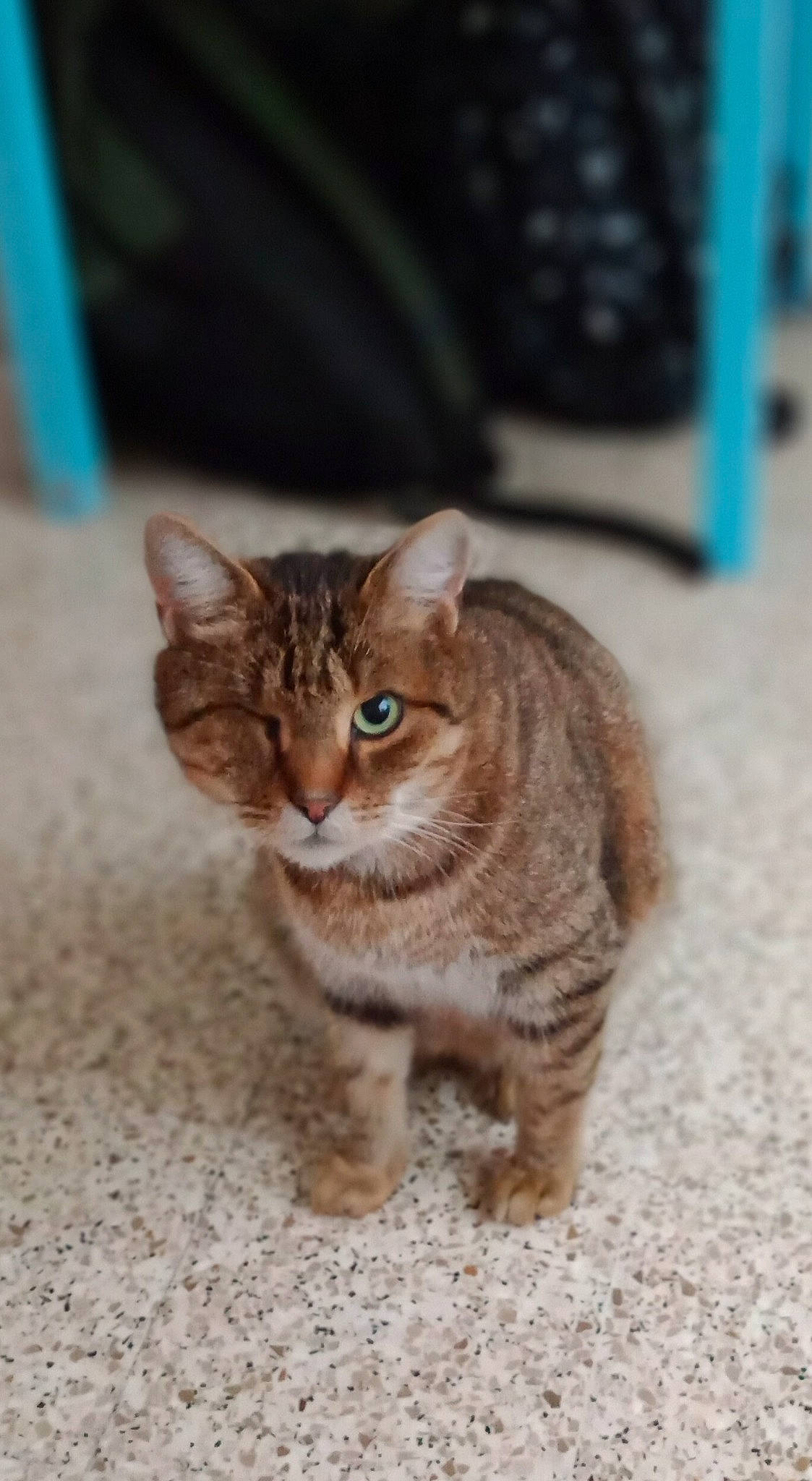 Harley a rejoint le concours — aidez-le/la à gagner de superbes lots ! carnivore, cat, claw, computer_keyboard, domestic_short_haired_cat, fawn, felidae, fur, input_device, office_supplies, paw, peripheral, small_to_medium_sized_cats, snout, tail, terrestrial_animal, whiskers, wildlife, window, wood