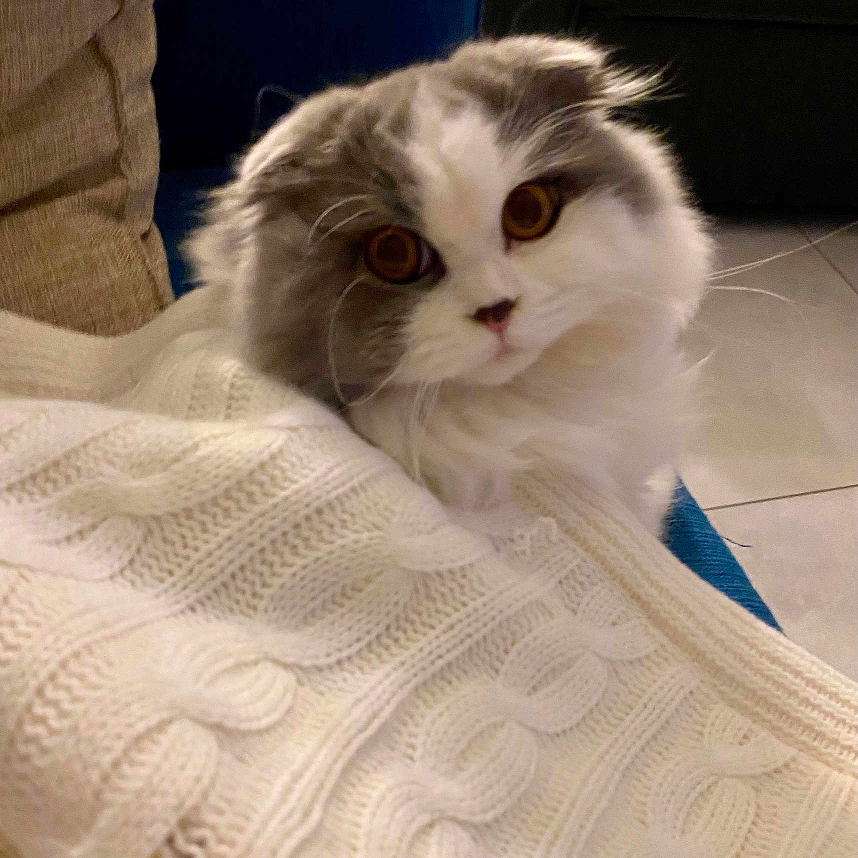 Yolande a rejoint le concours — aidez-le/la à gagner de superbes lots ! amber_eyes, animal, blanket, cat, comfort, couch, cozy, curious, cute, fluffy, fur, furniture, home, indoor, knitted, pet, portrait, relaxed, soft, whiskers