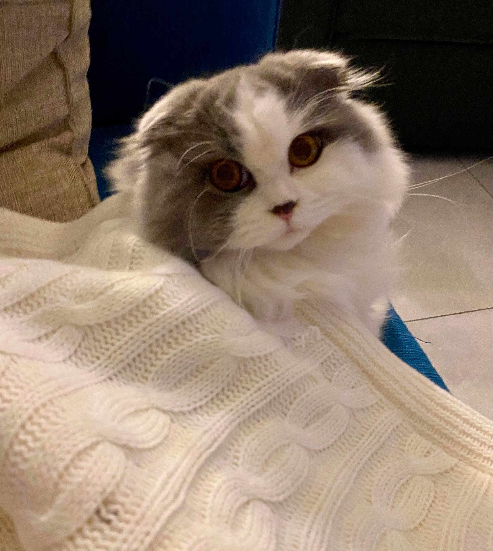 Yolande a rejoint le concours — aidez-le/la à gagner de superbes lots ! cat, fluffy, animal, pet, blanket, knitted, cozy, indoor, furniture, couch, curious, cute, whiskers, fur, relaxed, amber_eyes, portrait, soft, home, comfort