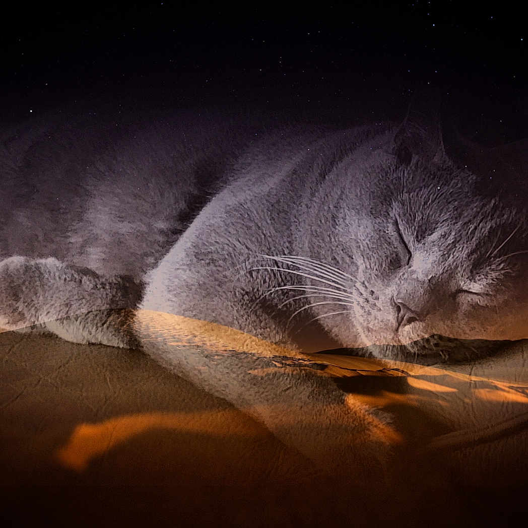 Oltaire participe au concours pour gagner de l'argent avec cette photo : abyssinian, animal, cat, cougar, desert, dune, kitten, manx, nature, night, outdoors, person, pet, photography, sand, sky, sleeping, soil