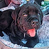 puppy, dog, black_dog, pet_bed, tongue_out, cute, animal, young_dog, cozy, fur, indoor, pet, smiling, happy, canine, bed, closeup, playful, resting, domestic_animal