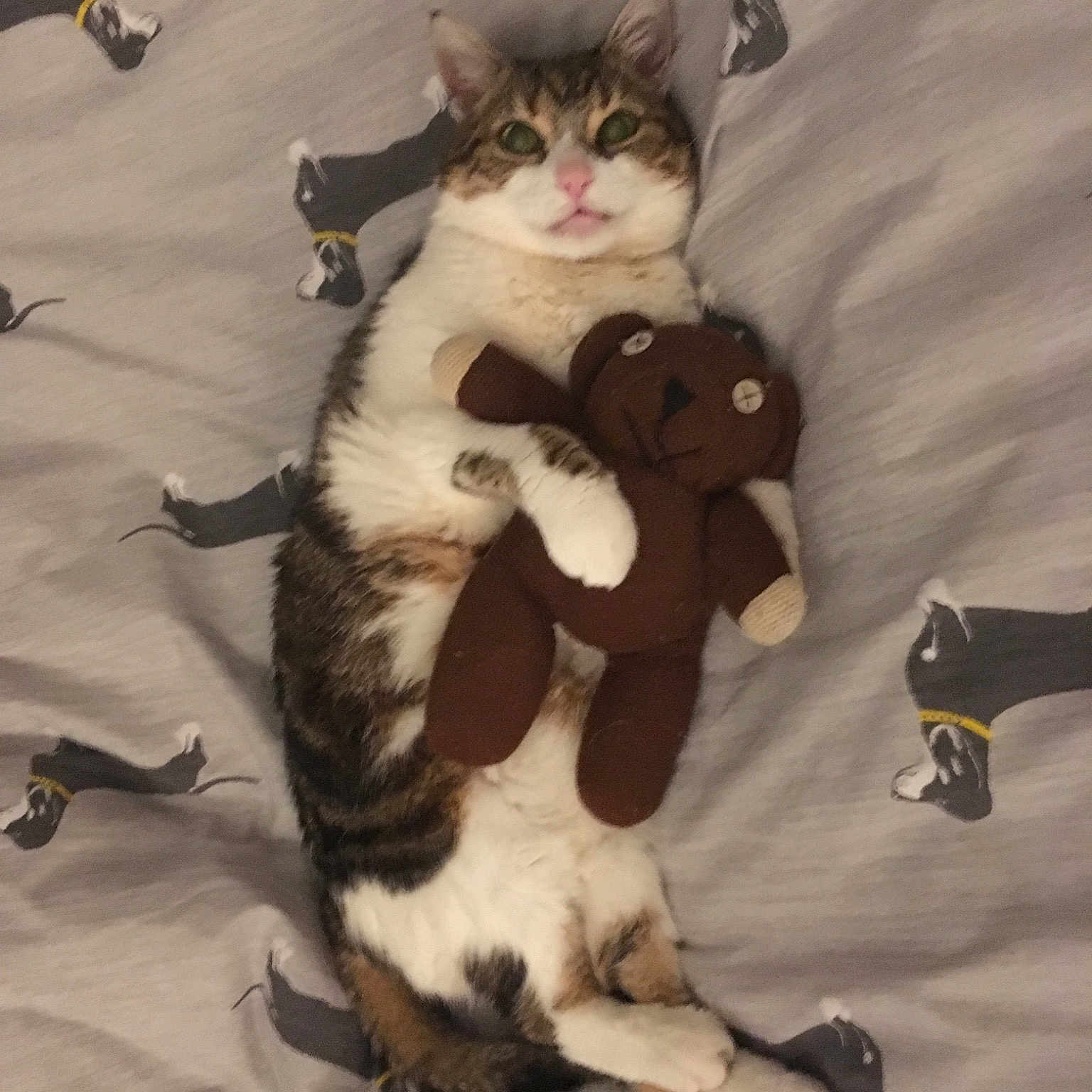 Roxy joined the competition — help win amazing prizes! carnivoran, cat, cat_like_mammal, domestic_short_haired_cat, fur, kitten, small_to_medium_sized_cats, whiskers