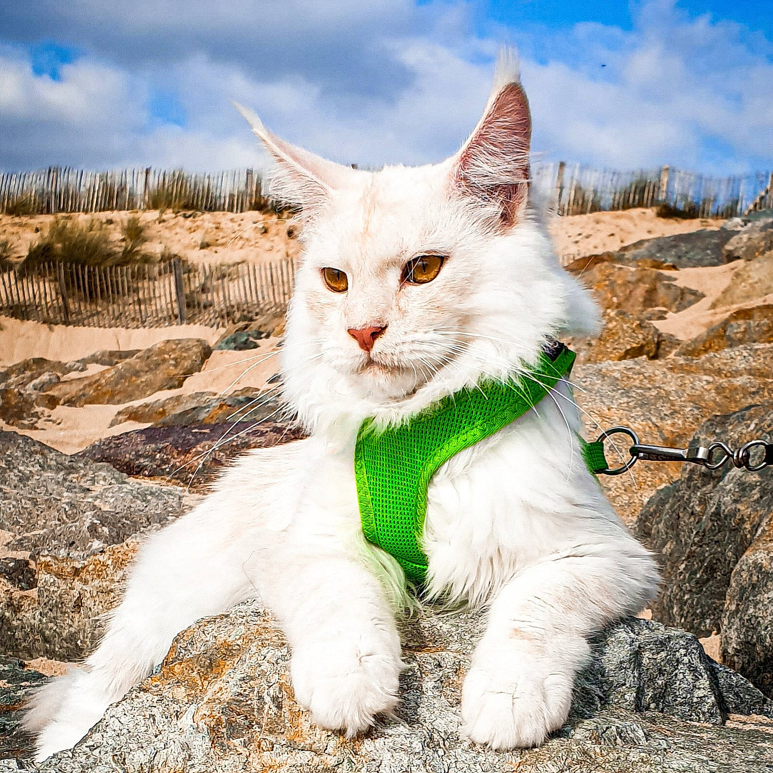 Aslan a rejoint le concours — aidez-le/la à gagner de superbes lots ! carnivore, cat, cloud, domestic_short_haired_cat, fawn, felidae, fur, grass, happy, landscape, natural_landscape, nature, paw, plant, sky, small_to_medium_sized_cats, snout, tail, tree, whiskers