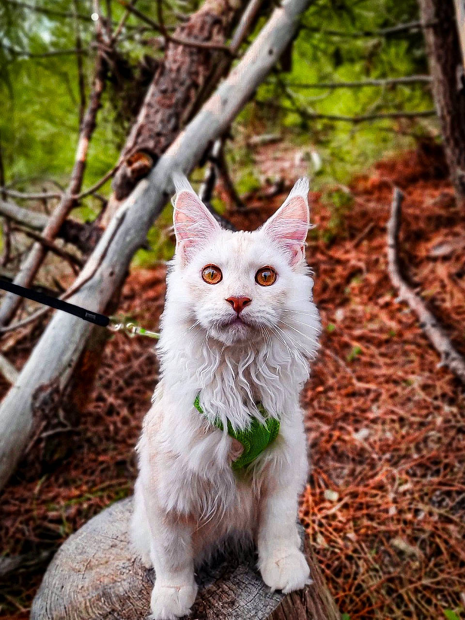 Aslan a rejoint le concours — aidez-le/la à gagner de superbes lots ! carnivore, cat, domestic_short_haired_cat, eye, fawn, felidae, fur, grass, plant, small_to_medium_sized_cats, snout, tail, terrestrial_animal, tree, trunk, twig, whiskers, wildlife, wood, woodland