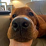 dog, snout, close_up, hand, indoor, lamp, photo_frame, couch, pet, brown_fur, nose, eyes, resting, cozy, living_room, comfort, domestic_animal, animal, canine, relaxation