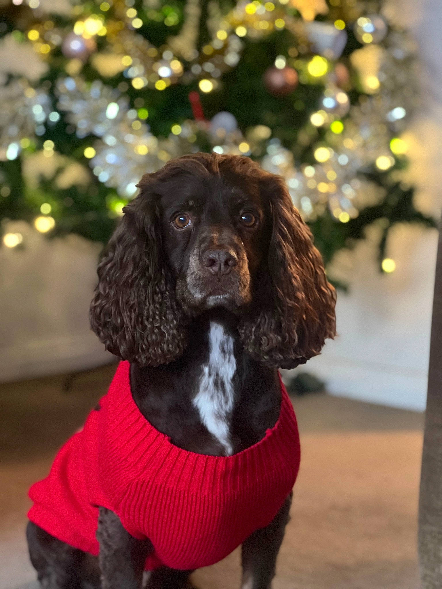 Bailey is registered to the contest to win money with this photo: canidae, carnivore, collar, companion_dog, dog, dog_breed, dog_collar, dog_supply, event, fawn, fur, gun_dog, hunting_dog, leash, liver, snout, spaniel, sporting_group, tail, working_animal