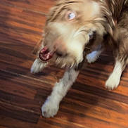 Milo is registered to the contest to win money with this photo: dog, blur, motion, indoor, wooden_floor, pet, fur, animal, playful, brown, white_paws, mouth_open, active, motion_blur, canine, fur_texture, home, domestic, energetic, blurred_face